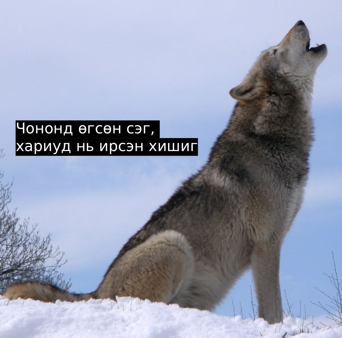 Чононд өгсөн сэг, хариуд нь ирсэн хишиг
