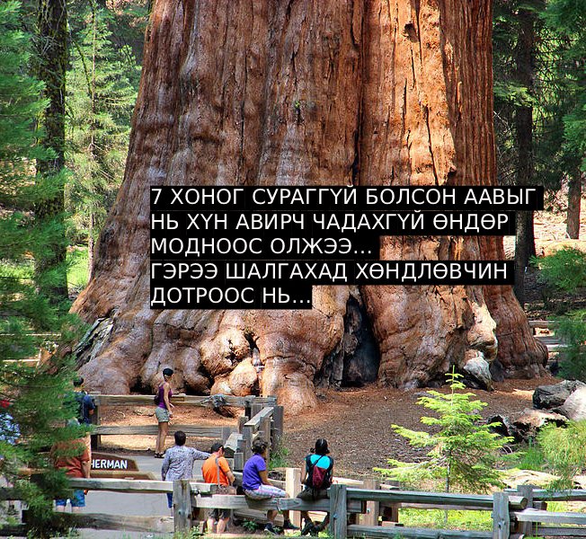 7 ХОНОГ СУРАГГҮЙ БОЛСОН ААВЫГ НЬ ХҮН АВИРЧ ЧАДАХГҮЙ ӨНДӨР МОДНООС ОЛЖЭЭ… ГЭРЭЭ ШАЛГАХАД ХӨНДЛӨВЧИН ДОТРООС НЬ…