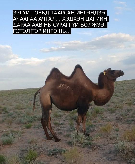 ЭЗГҮЙ ГОВЬД ТААРСАН ИНГЭНДЭЭ АЧААГАА АЧТАЛ…